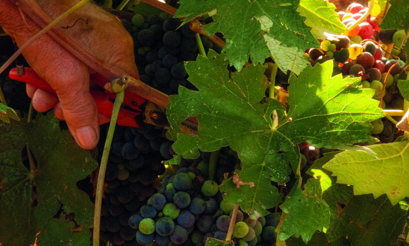 Terroir Salento Puglia_Collezioni vini rossi_Cignomoro